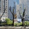As Marathon Looms, Central Park Races To Prune Dead Trees 